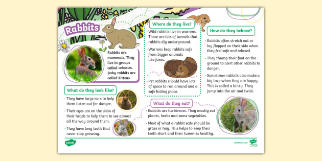 KS1 Rabbits Fact File animals mammals (teacher made)