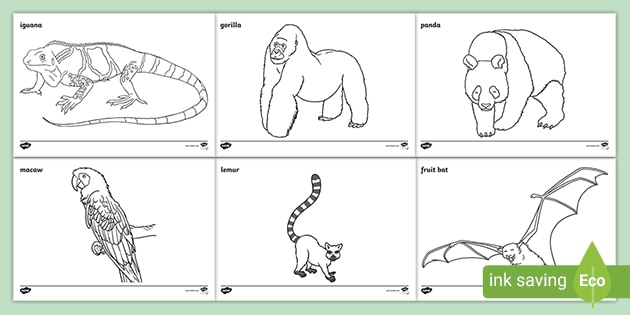 Animals from the Rainforest Colouring Pages (teacher made)