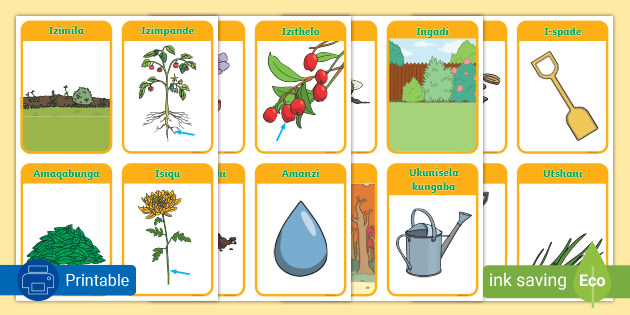 Engadini | In the Garden Flashcards | Zulu | South Africa