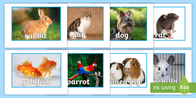 KS2 Pet Display Photos (teacher made) - Twinkl