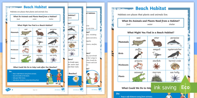 Beach Habitat Differentiated Fact File (teacher made)