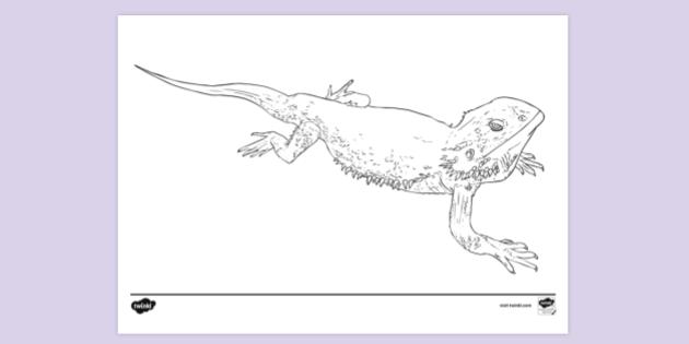 s Bearded Dragon Lizard Coloring Pages  Best Free