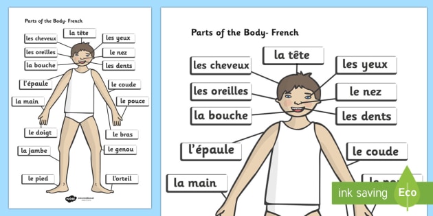 parts-of-the-body-a4-french-labelled-reference-sheet-france