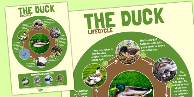 Duck Life Cycle Large Poster - duck, life cycle, cycle, poster