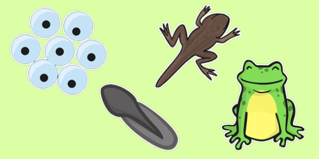 frog cycle