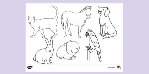 Domestic Animals Colouring Page | Colouring Sheets - Twinkl