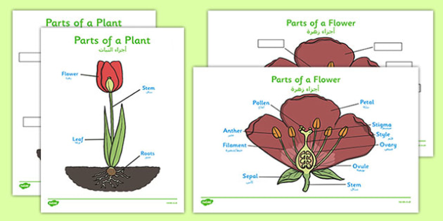 Parts of a Plant Arabic Translation (Teacher-Made)