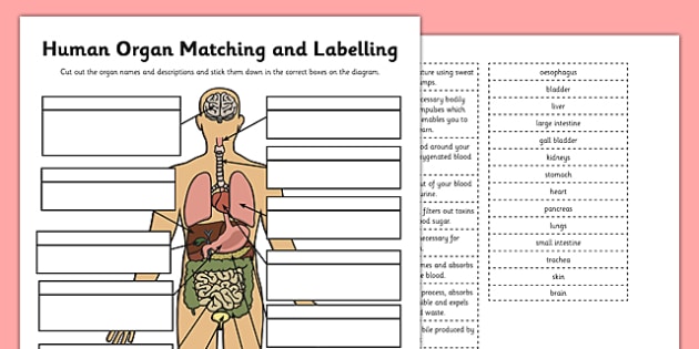 T HE 153 Human Organ Matching and Labelling Activity
