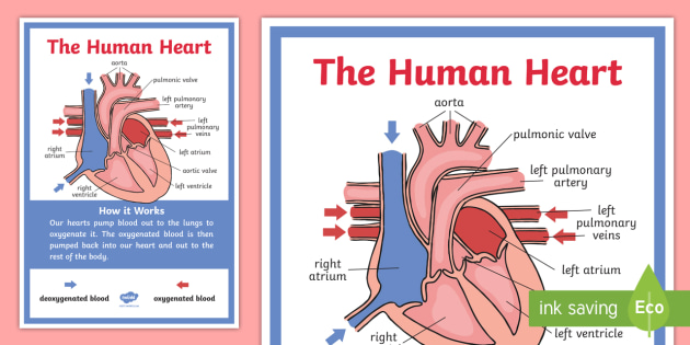 The Human Heart Display Poster (teacher made)