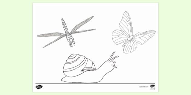 Free Bug Insect Colouring Page Colouring Sheets