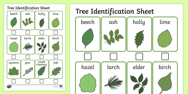 Tree Identification Table Tree Identification Sheet - australia, tree identification