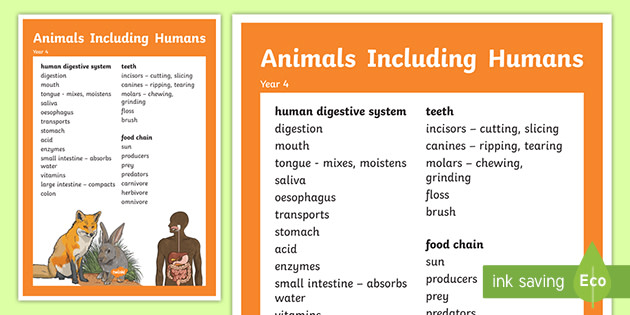 Year 4 Animals Including Humans Scientific Vocabulary Poster