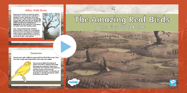 The Birds of WW1 KS2 Information PowerPoint - Main Image