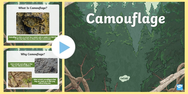 What are Camouflaged Animals? - Answered - Twinkl Teaching Wiki