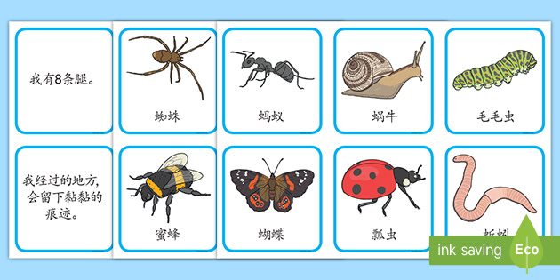 昆虫及其描述匹配卡片(Teacher-Made)