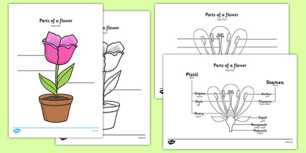 Be a flower монолог. Parts of the Plant Worksheets. Flower diagram. Нектарин цветок диаграмма. Parts of Flower.