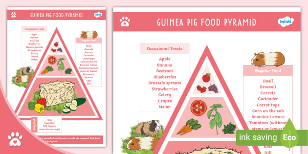 Guinea Pig Food Chart India Name Tag Chatroom Pictures Library