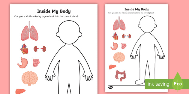 Inside My Body Organs Worksheet