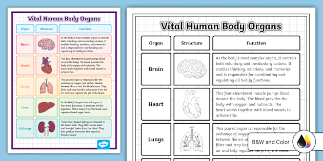 human-body-organs-chart-s-