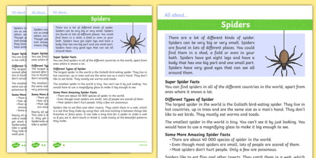 Spiders Differentiated Fact File - Kindergarten Resource