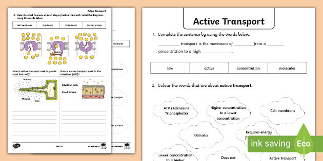 Active Transport Worksheet | PDF Resources | Biology