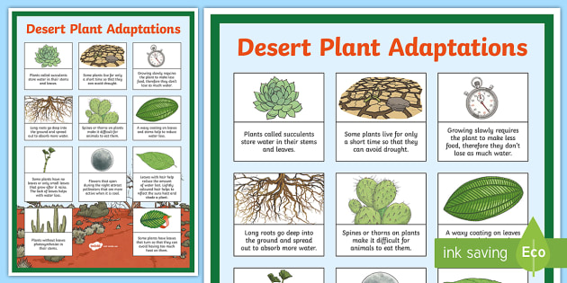 how do desert plants adapt to their environment