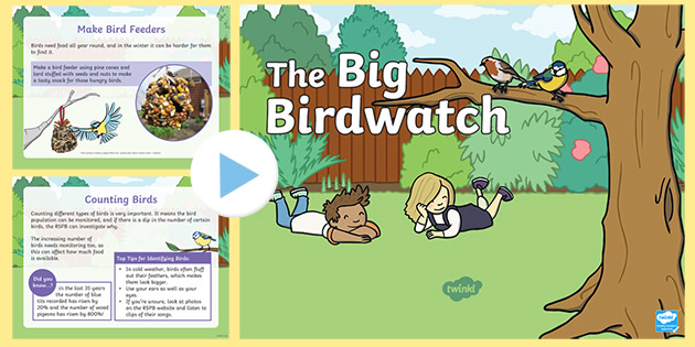 The Big Birdwatch PowerPoint - Scotland Birds List -Twinkl