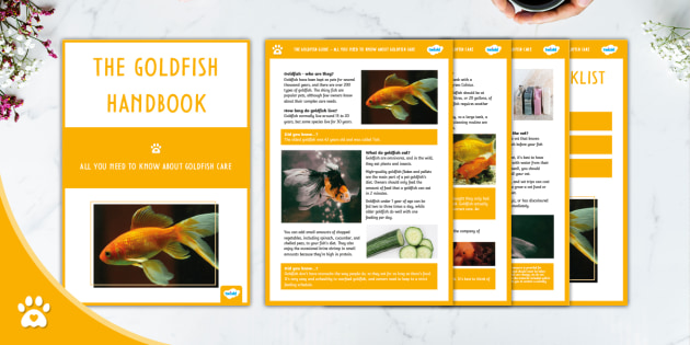 The Ultimate Goldfish Guide Gold Fish Information Twinkl