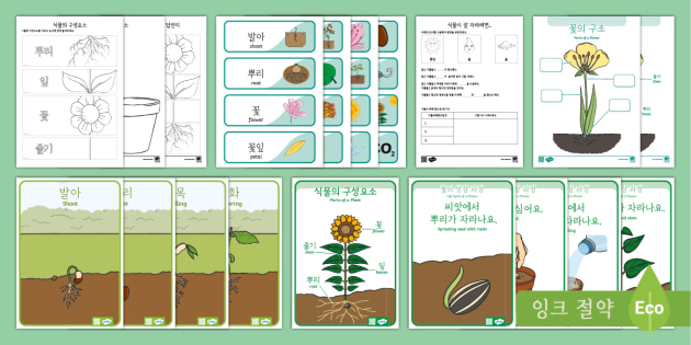 유치원의 식물 성장 단계