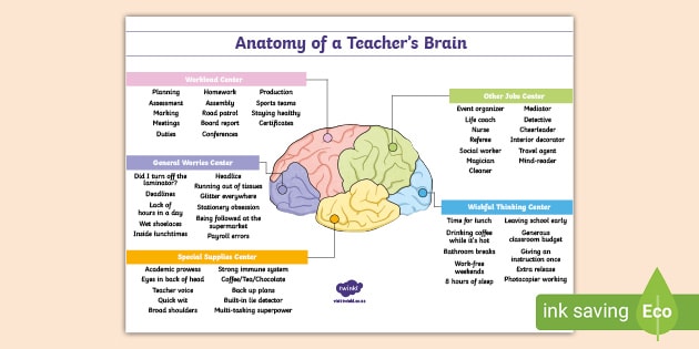 How The Brain Works Infographic Teacher Made Twinkl Ph 2861