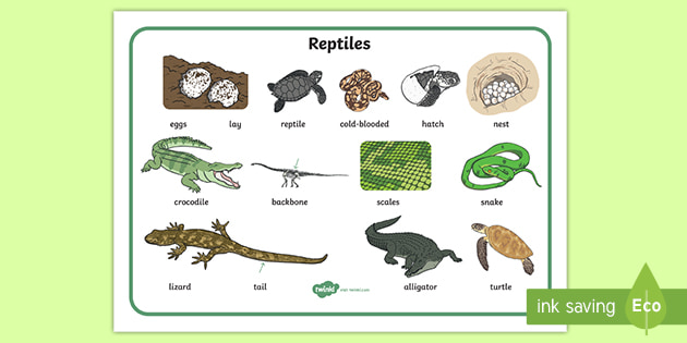 Reptile Word Mat | Animals With Cold Blood | Twinkl - Twinkl