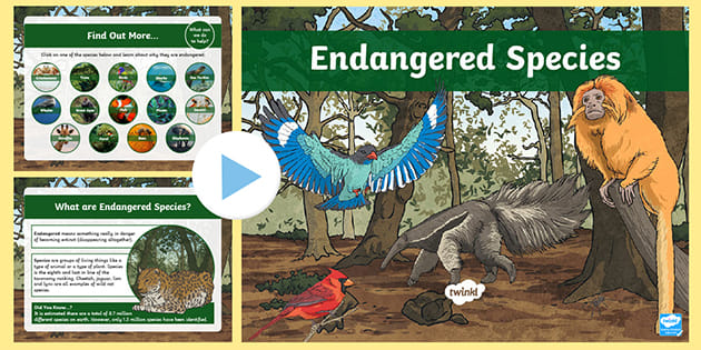 UKS2 All About Endangered Species PowerPoint (teacher made)