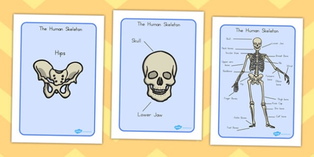 Human Skeleton Display Posters Teacher Made