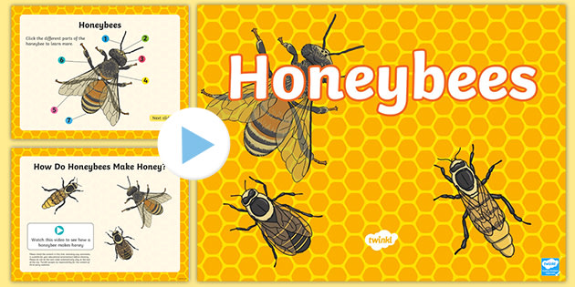 How do bees make honey? What is a honey bee?