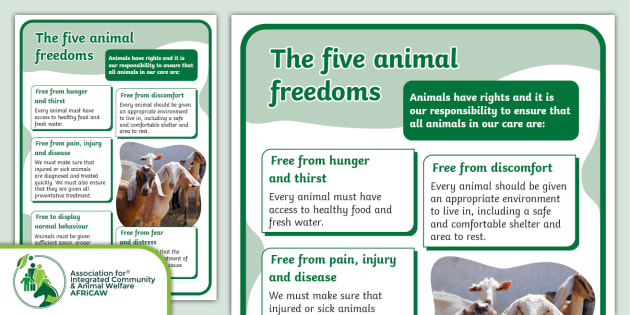 Five Freedoms Of Animal Welfare Poster - Twinkl South Africa