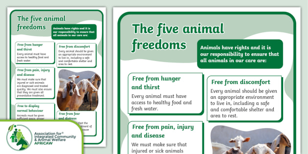 five-freedoms-of-animal-welfare-poster-twinkl-south-africa