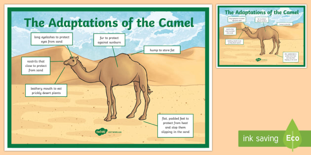 camel-adaptation-a4-display-poster