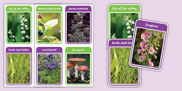 Poisonous Plants Photo Flashcards - Twinkl