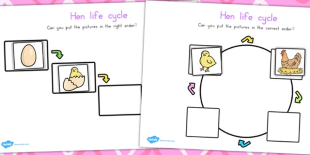 Hen Life Cycle Worksheets (teacher made)