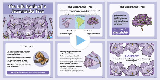 Life Cycle Of A Jacaranda Tree Powerpoint Teacher Made
