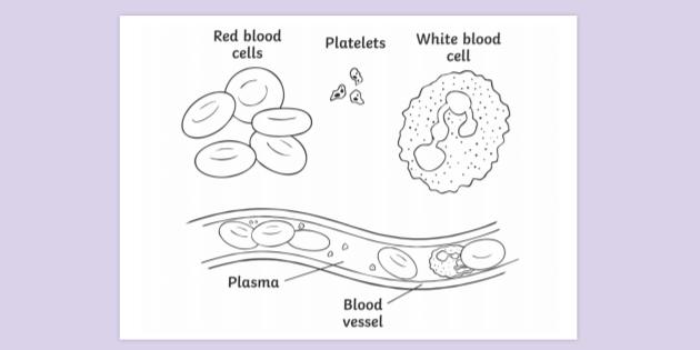 Printable Human Cell Coloring Pages