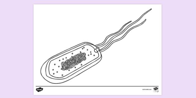 FREE! - Bacterium Cell Colouring Sheet | Colouring Sheets