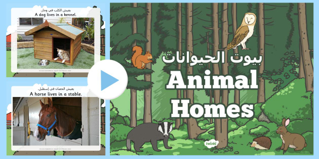 Animal Homes PowerPoint Arabic/English - Animal Homes Powerpoint