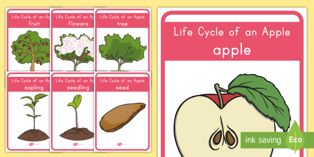 apple-life-cycle-foldables-19d