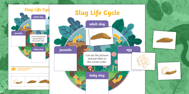 Life Cycle Activities | twinkl.co.uk