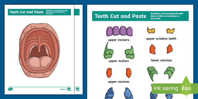 Teeth Cut and Paste Activity (teacher made)