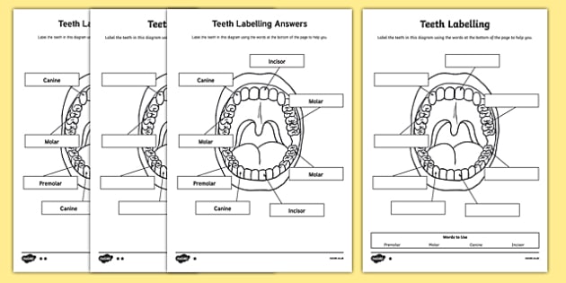 Mouth with labels for the teeth, gums, roof of the mouth, bottom