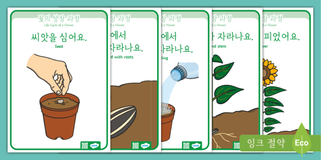 식물의 구성요소 단어 카드 (Parts of a Plant Word Cards) : 네이버 블로그