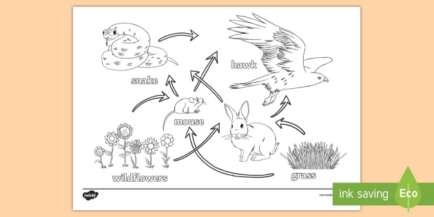Download Science Homework Food Web Coloring Page (teacher made)