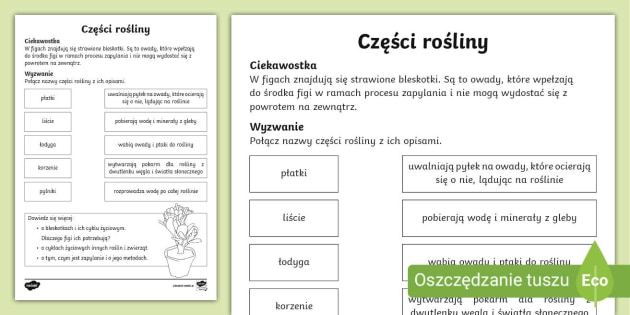 Budowa rośliny | Karta pracy (teacher made)